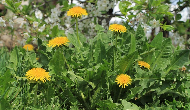 Blomst, Blomster Baggrund, Tapet 4K