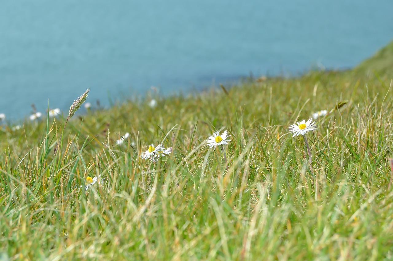 Wildflowers Water Nature Free photo on Pixabay Pixabay