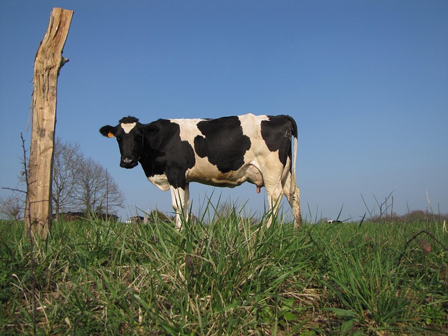 Free Cow Field photo and picture