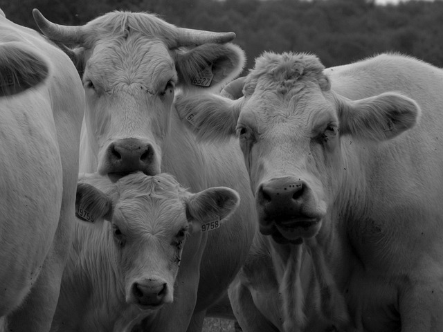 Free Cow Black And White photo and picture