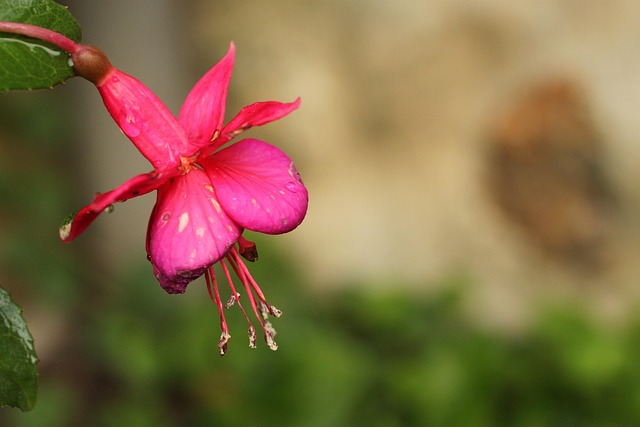Free Fuchsia Flower photo and picture