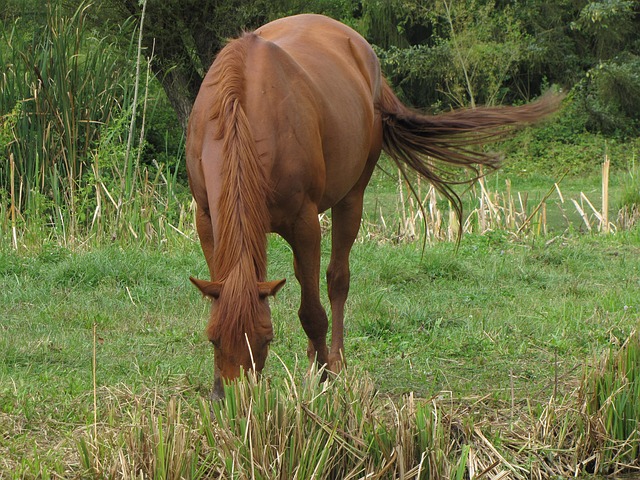 Free Horse Prairie photo and picture