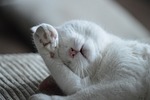 cat, animal, sleep
