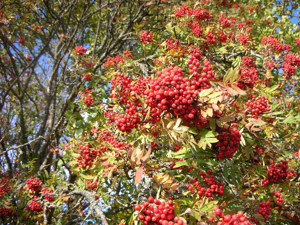 Lijsterbes Boom Rode Bessen · Gratis foto op Pixabay