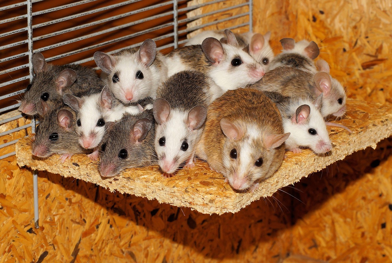 400 Free Mice Mouse Images Pixabay