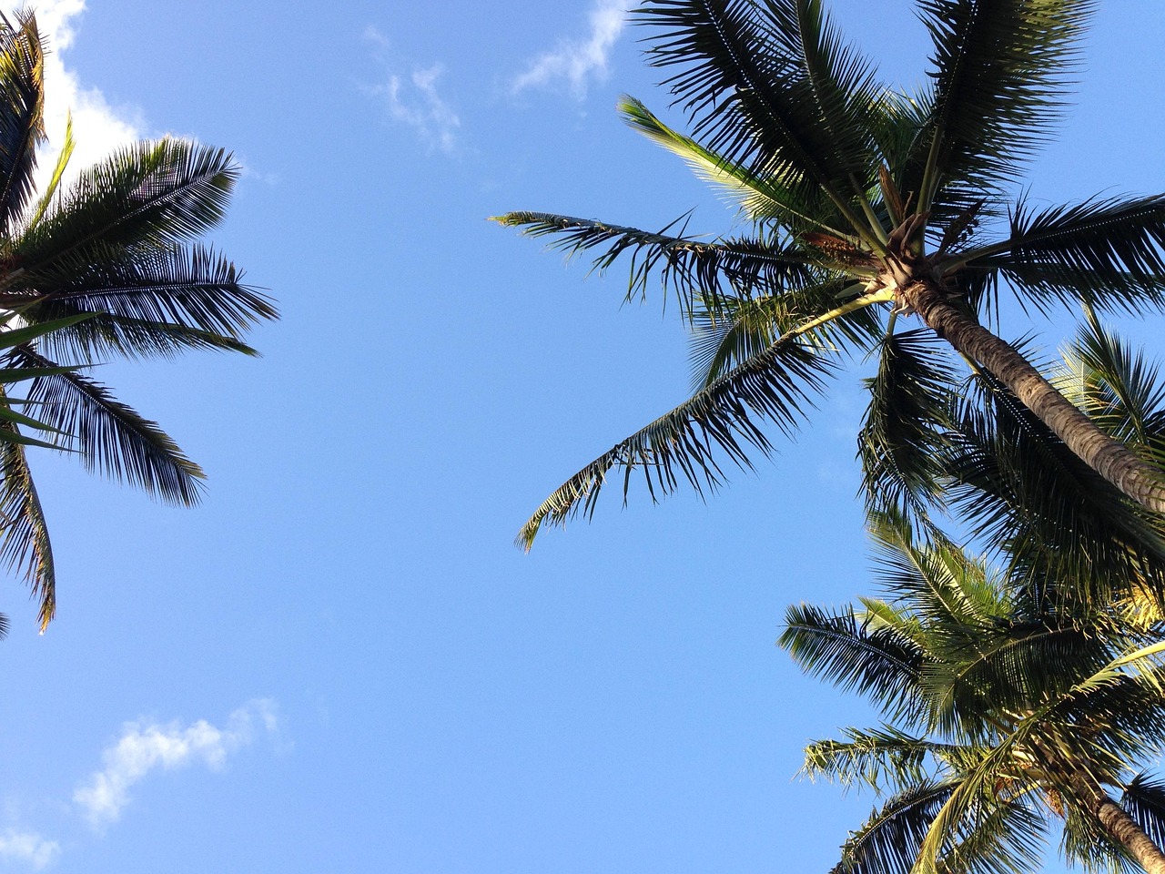 Free Hawaii Palm photo and picture
