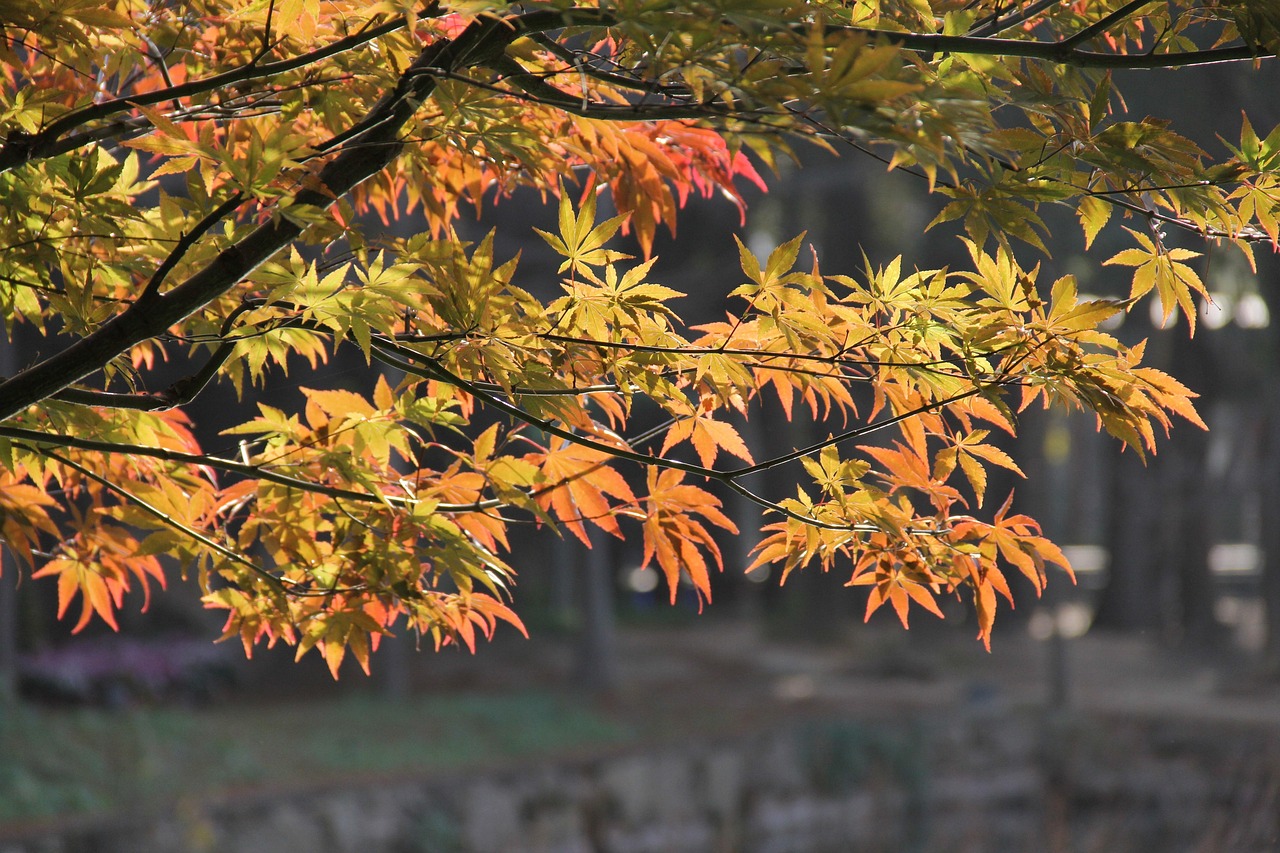 Chinese Maple Tree Spring Red Maple Spring Chinese Style - Free photo on Pixabay