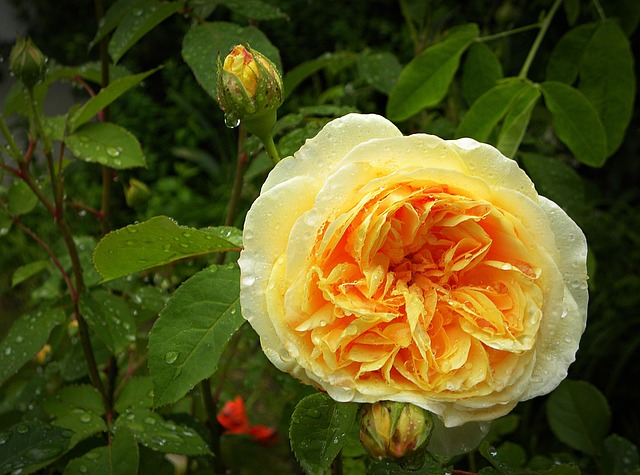 Free English Rose photo and picture