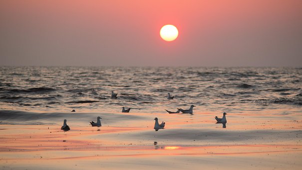 Free Seagulls Coast photo and picture