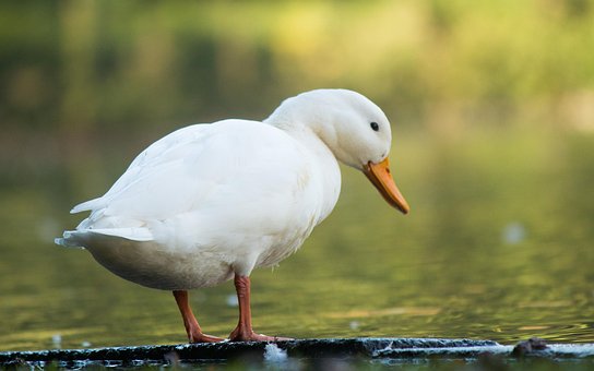 Free White Duck Riverbank photo and picture