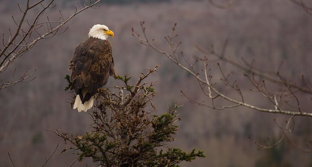 Bald Eagle, White-Tailed Eagle, Eagle