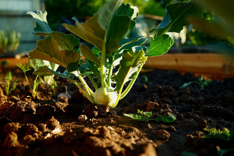 Kohlrabi Plant Garden - Free photo on Pixabay