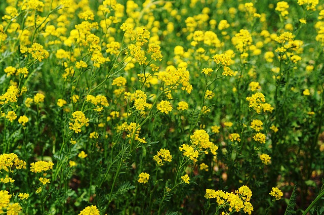 Bloemen, Bloem Behang, Veld, Groentjes