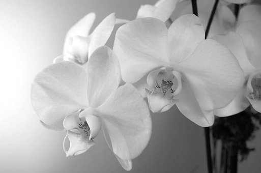 Free Orchid Flowers photo and picture
