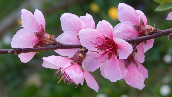 Peach Blossom, Květinové Větev Peach Blossom, Květinové Větev, Jaro