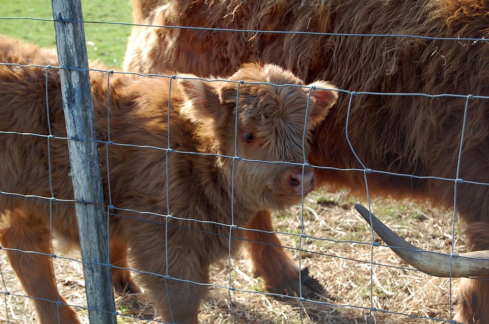Vache Des Montagnes Cultiver Veau Photo Gratuite Sur Pixabay
