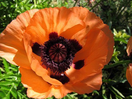 Free Poppy Flower photo and picture
