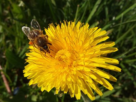 Biene, Löwenzahn, Pollen, Gelbe Blume
