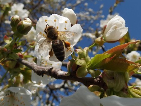 Biene, Pollen, Insekt, Bestäubung