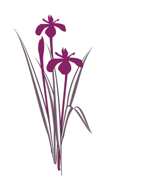 Free iris flour japan illustration