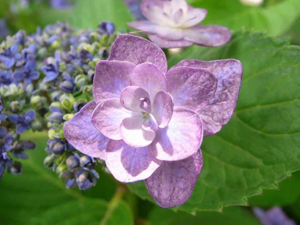 紫陽花 紫 梅雨 Pixabayの無料写真