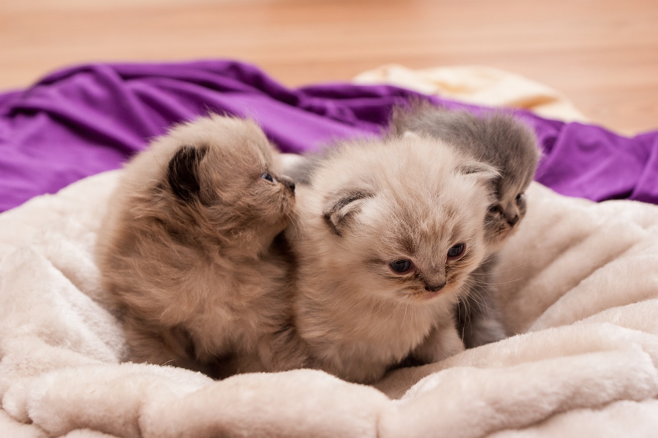 M s De 60 000 Im genes Gratis De Gatitos Bebes Y Gatos Pixabay