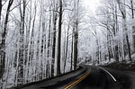 snow, trees, ice