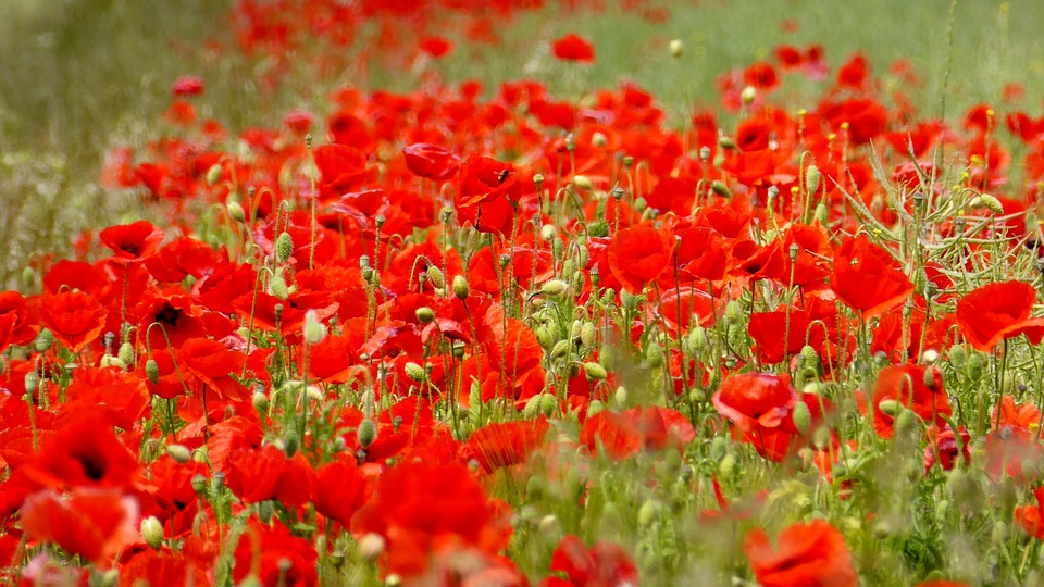 Free photo: Poppy, Klatschmohn, Flower, Red - Free Image on Pixabay ...