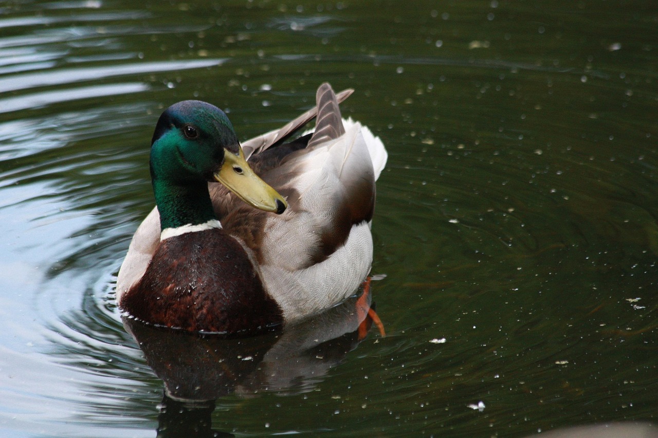 Drake Duck Wild Water - Free photo on Pixabay - Pixabay