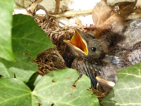 Amselnest, Natur, Vogel, Küken, Amsel