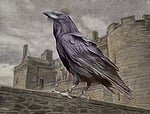 the king of the crows, raven, castle