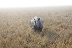 rhino, indian rhino, rhinoceros
