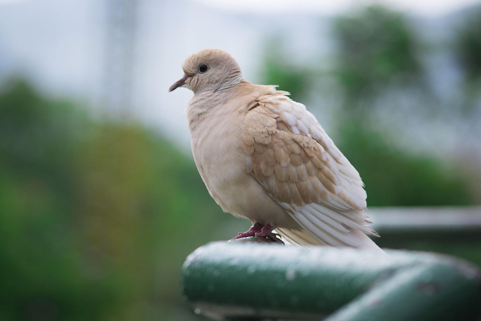Pigeon Bird Fly · Free photo on Pixabay