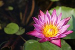 lotus, flowers, thailand