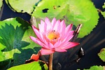 lotus, flowers, thailand