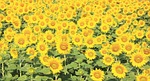 sunflower, handling, autumn