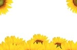 sunflower, handling, autumn