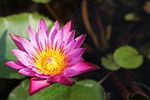 lotus, flowers, thailand