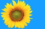 sunflower, handling, autumn