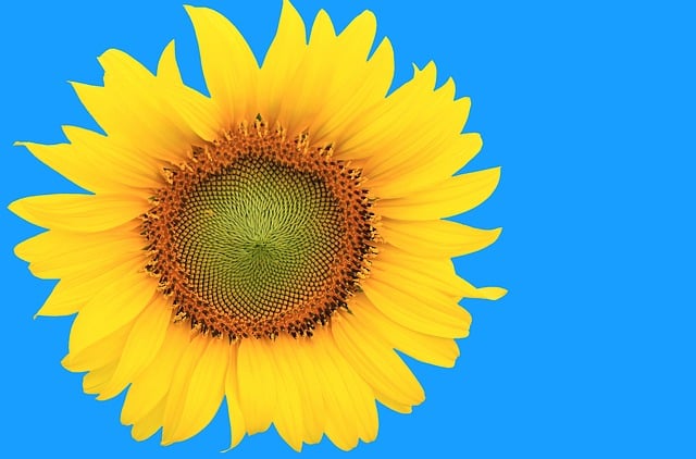 Free sunflower management fall illustration