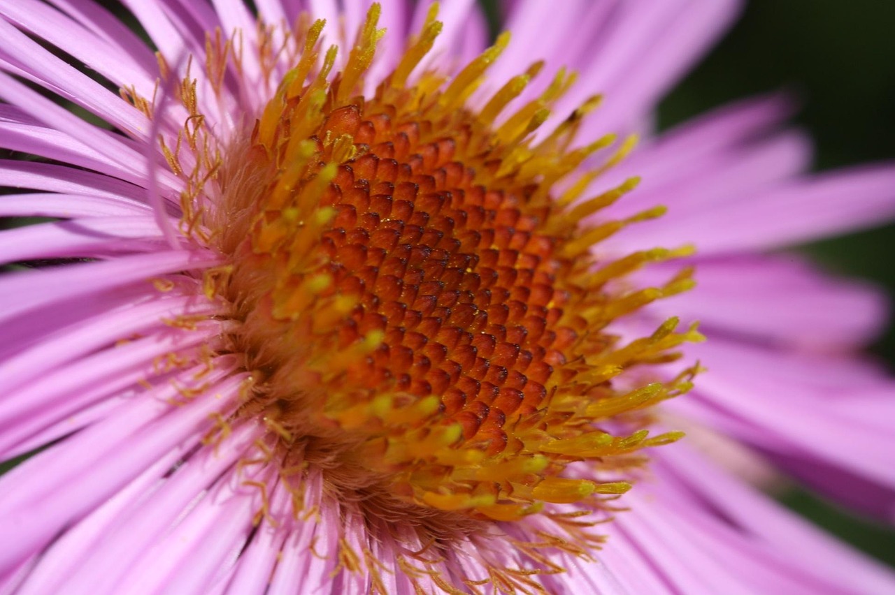 Flower - free online jigsaw puzzle photo
