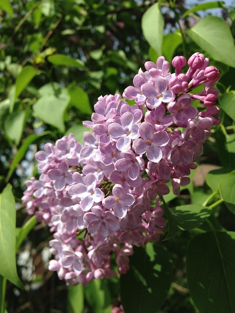 Flieder, Blumen Hintergrund, Natur