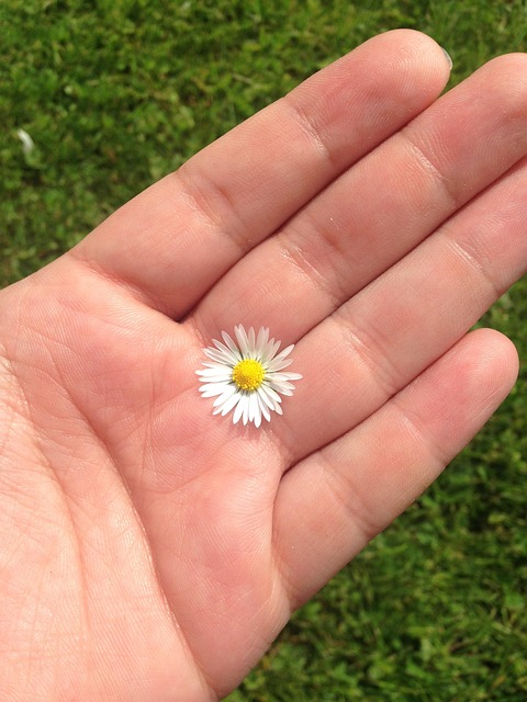 Hand, Gänseblümchen, Wiese, Weiss, Blume