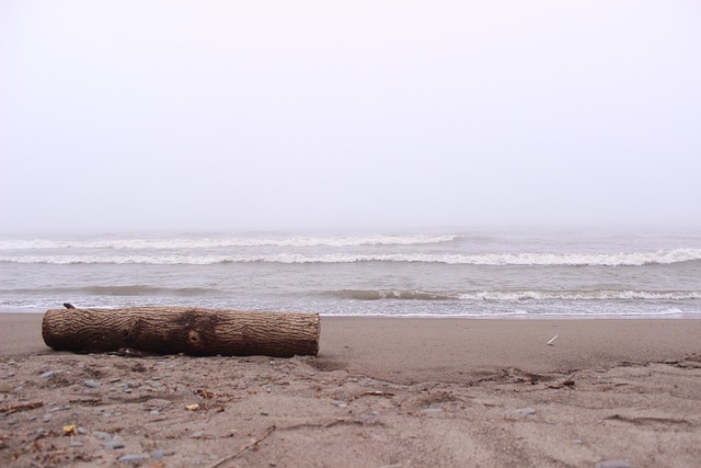 Holzstamm, Strand, Ufer, Küstenlinie