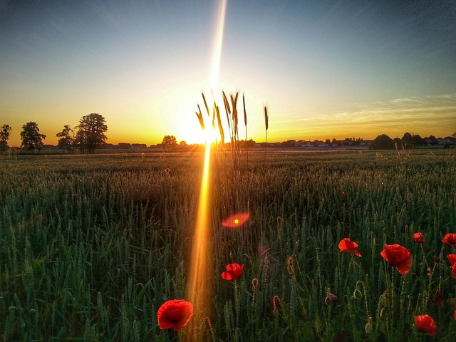Free Poppies Sun photo and picture