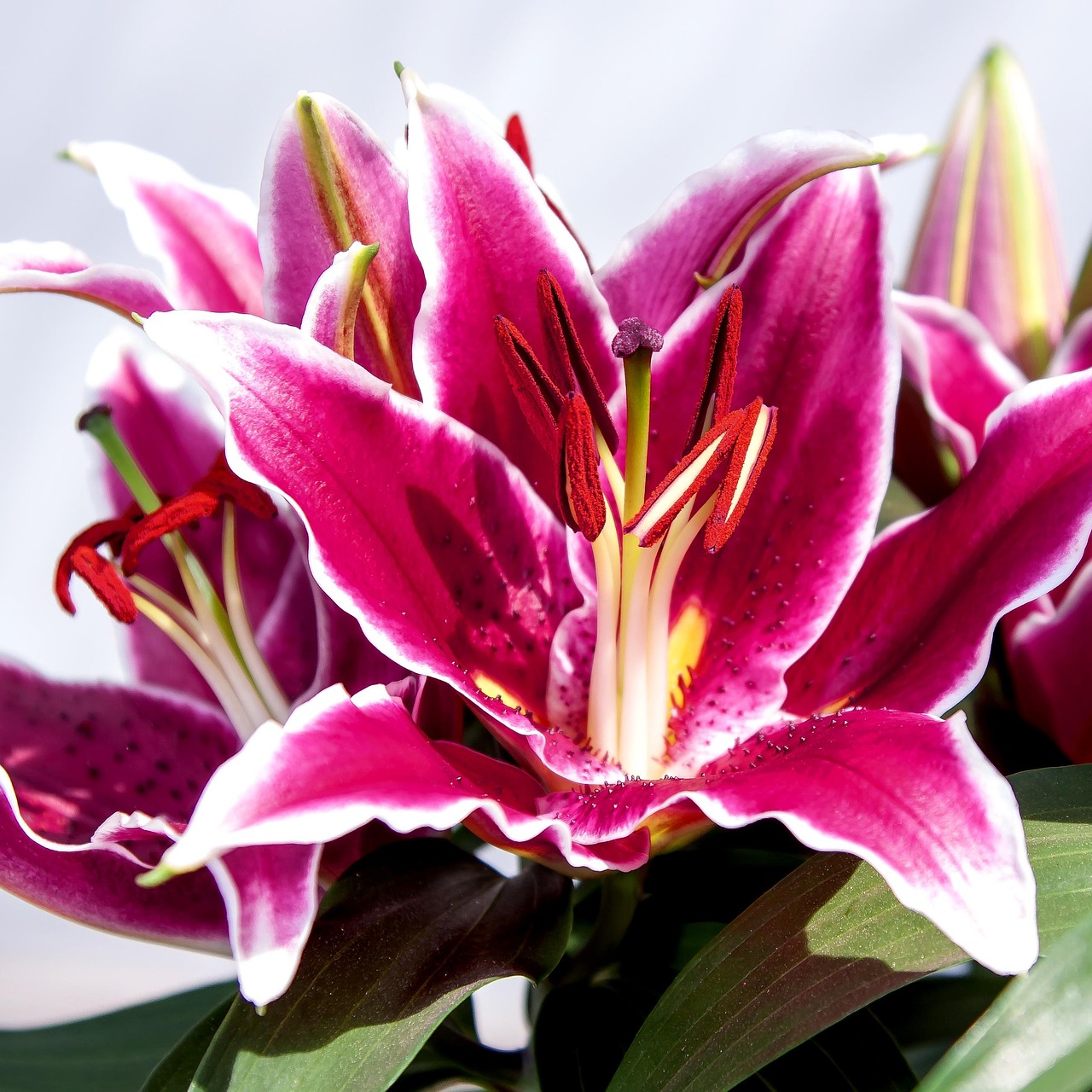 Lily - free online jigsaw puzzle photo