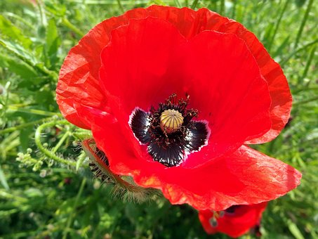 Mohnblumen, Schöne Blumen, Blume