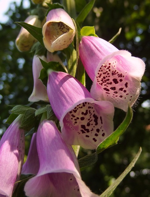 Fingerhut, Blume, Rosa, Lila Blume