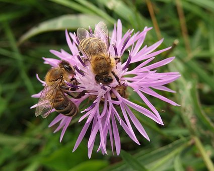 Bienen, Natur, Feder, Pollen, Blühen
