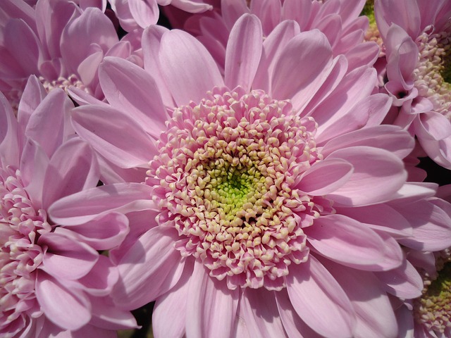 Blume, Blühen, Chrysantheme, Lila